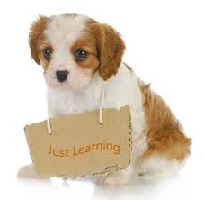 Cwtches Puppy Training